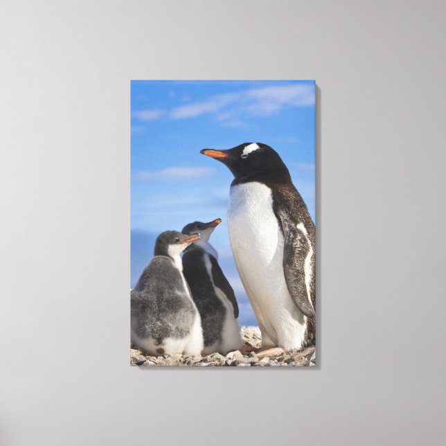 Toile Antarctique, Anse Neko (Port). Manchot papou 2 (Recto)