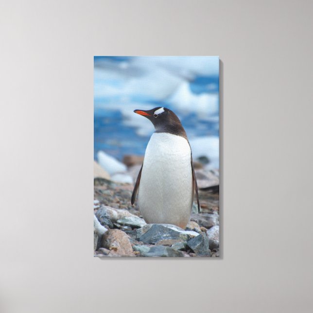 Toile Antarctique. Port Neko. Manchot papou (Recto)