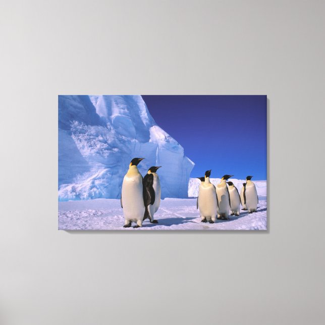 Toile Antarctique, Territoire antarctique australien, 7 (Recto)