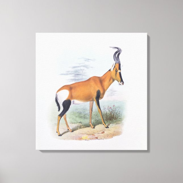 Toile Antelope, du livre d'Antelopes, (Recto)