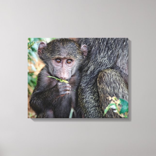 Toile Anubus Baboon | Lac Manyara Nat. Parc Tanzanie (Recto)