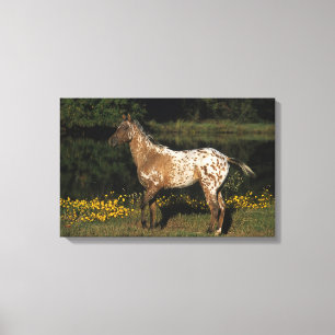 Toile Appaloosa Horse debout au bord du lac
