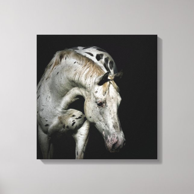 Toile Appaloosa Horse photo (Recto)