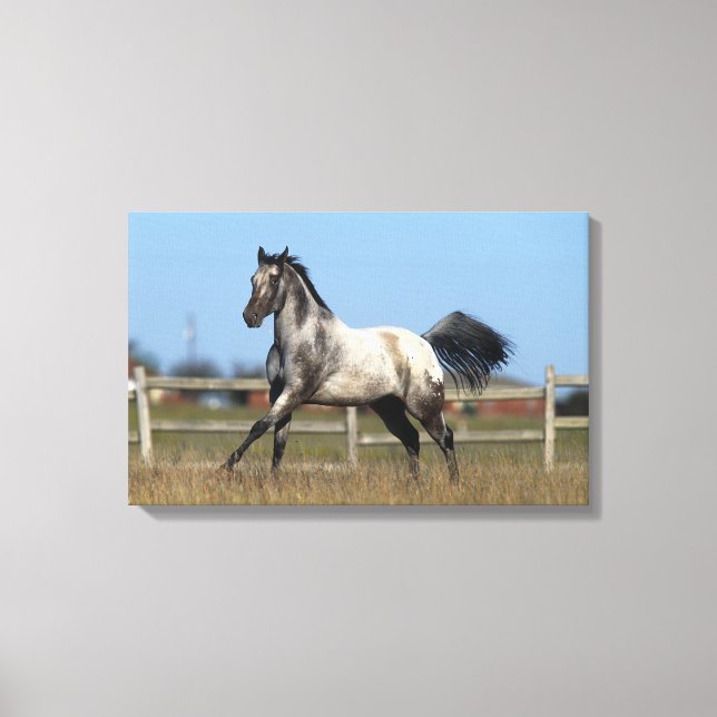 Toile Appaloosa Horse Running 3 (Recto)