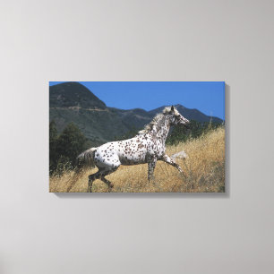 Toile Appaloosa Horse Running up Mountain