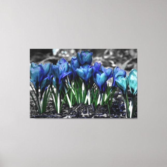 Toile Aqua Blue Crocus Blooms (Recto)