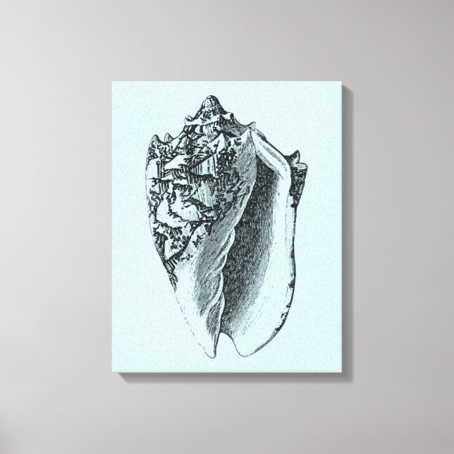 Toile Aqua Conch Shell (Recto)