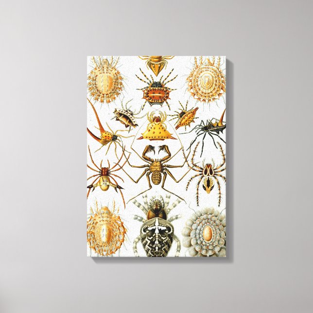 Toile Araignées ou arachnides vintages par Ernst Haeckel (Recto)
