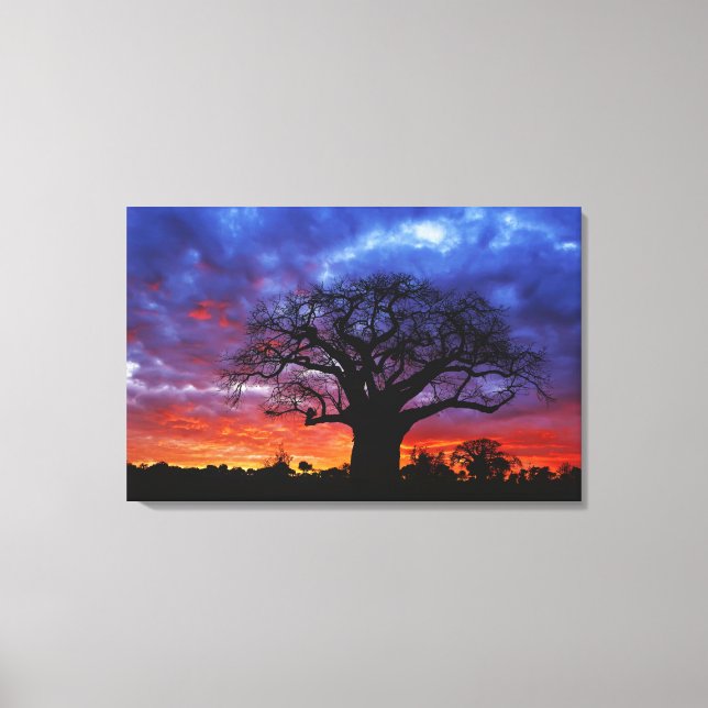 Toile arbre baobab africain, Adansonia digitata, 2 (Recto)