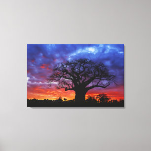 Toile arbre baobab africain, Adansonia digitata, 2