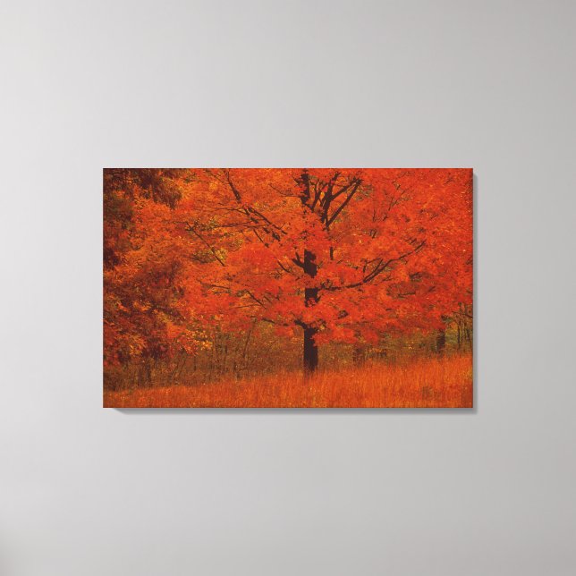 Toile Arbre d'automne avec feuillage rouge (Recto)