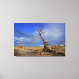 Toile Arbre de Camel Thorn (Acacia Erioloba)