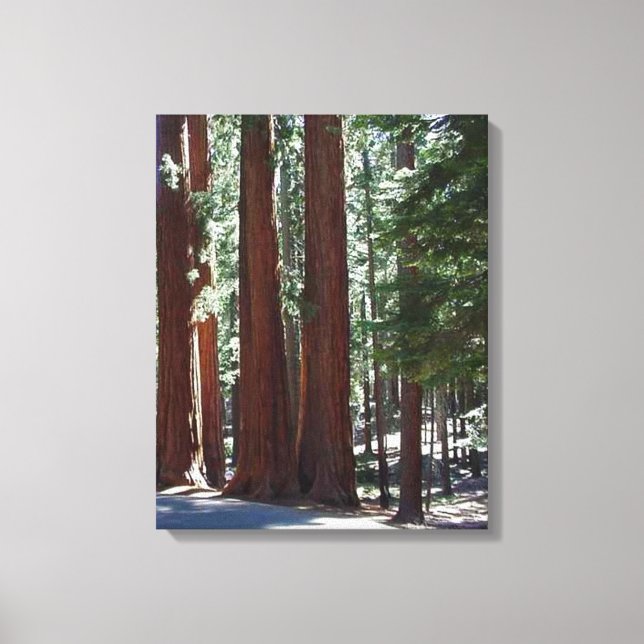 Toile Arbre de Redwood Forest Sequoia Arbre Mur Art (Recto)