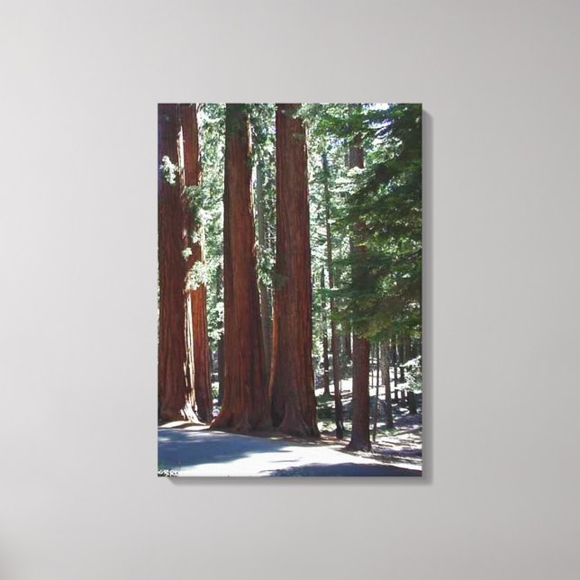 Toile Arbre de Redwood Forest Sequoia Arbre Mur Art (Recto)