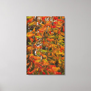 Toile Arbre de sumac de couleur automnale à Whitefish,
