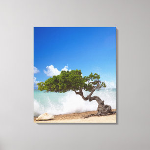Toile Arbre Divi Divi, Plage Eagle, Aruba, Caraïbes