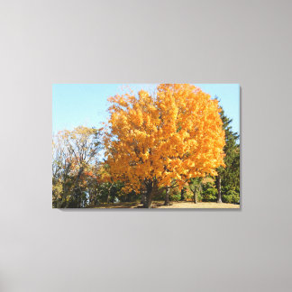 Toile Arbre d'or en automne