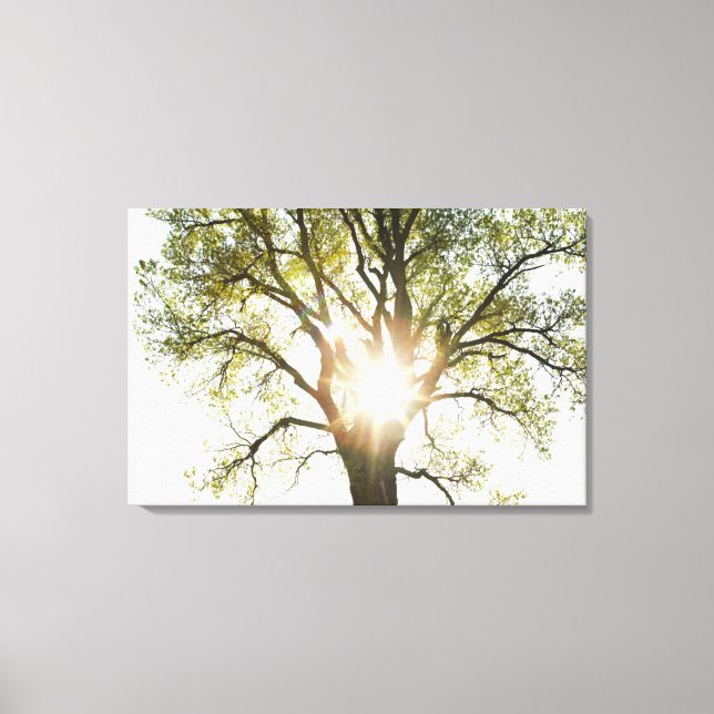 Toile Arbre éclairé (Recto)