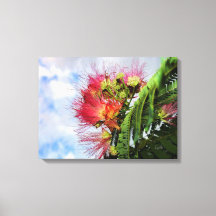 Arbre Fleurissant Mimosa Rose