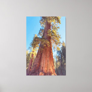 Toile Arbre géant séquoia