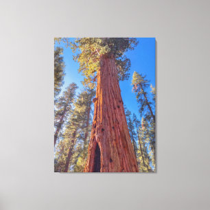 Toile Arbre géant séquoia en forêt