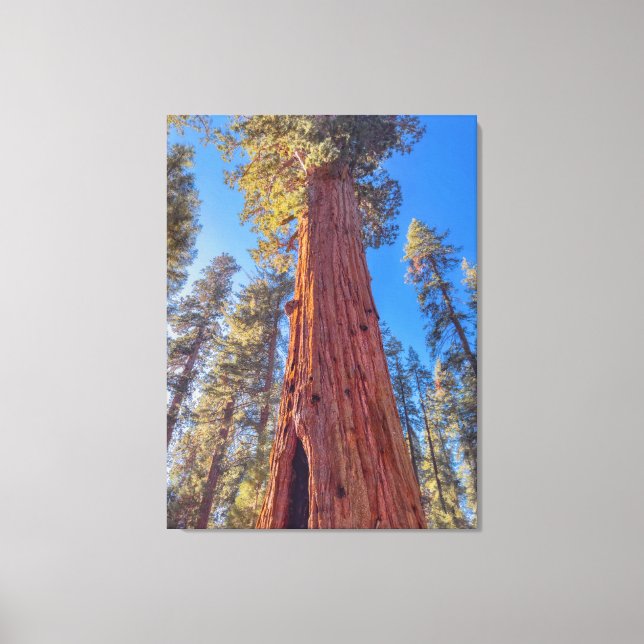 Toile Arbre géant séquoia en forêt (Recto)