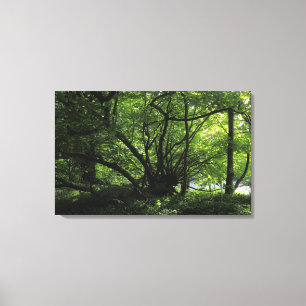 Toile Arbre inhabituel, Bute Park, Cardiff, Pays de Gall