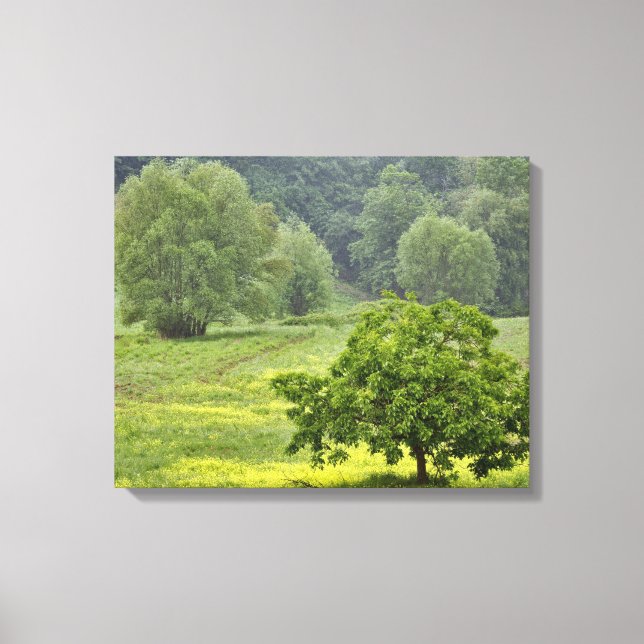 Toile Arbre isolé dans un champ agricole, Toscane, 2 (Recto)