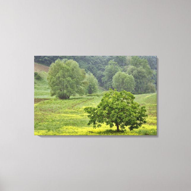Toile Arbre isolé dans un champ agricole, Toscane, 2 (Recto)