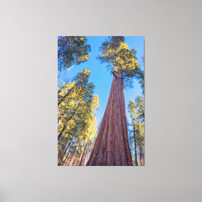 Toile Arbre séquoia géant (Recto)