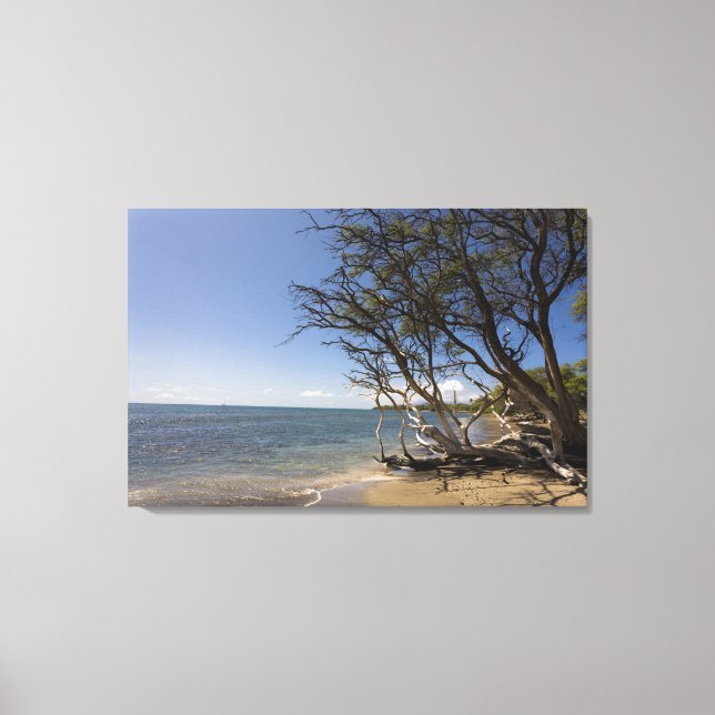Toile Arbre Sur Une Plage Le Long Du Littoral (Recto)