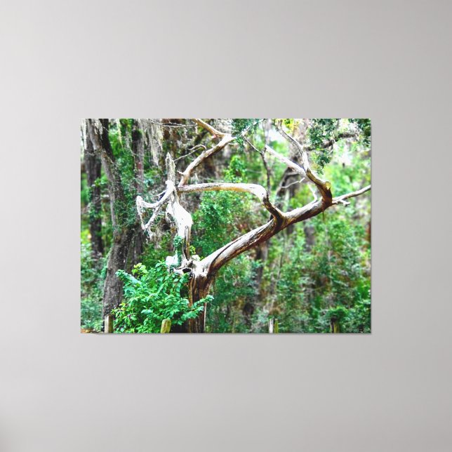 Toile Arbre tordu dans une forêt luxuriante (Recto)