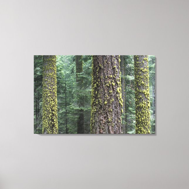 Toile arbres de Séquoia géants dans la forêt, Sequoia et (Recto)
