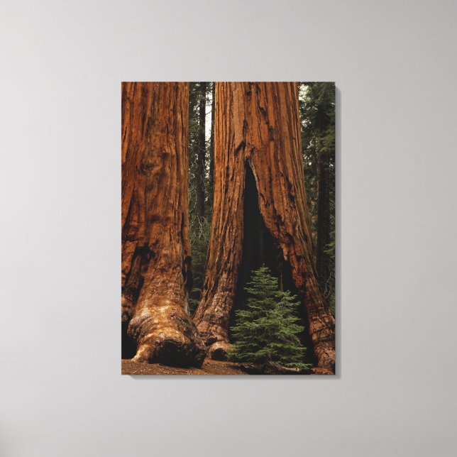 Toile Arbres de séquoia, Parc national de Sequoia. (Recto)