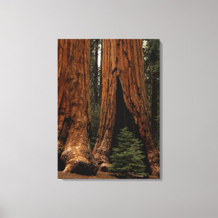 Toile Arbres de séquoia, Parc national de Sequoia.