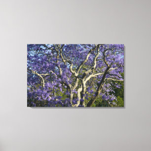 Toile Arbres Jacaranda en fleurs dans le nouveau parc ag