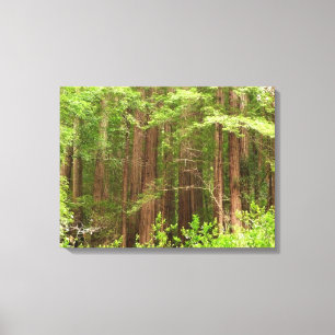 Toile Arbres Redwood au monument national de Muir Woods