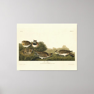 Toile Arc de rivage (Arc de corne) Audubon Birds of Amer