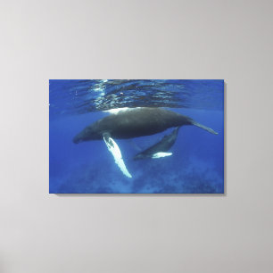 Toile archipel des Caraïbes, Grande Antilles,