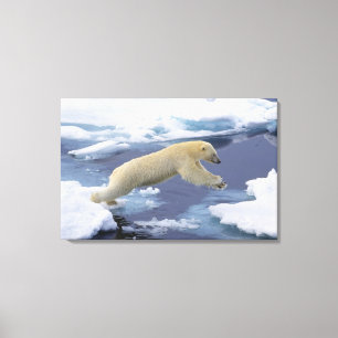 Toile Arctique, Svalbard, Ours polaire s'étendant
