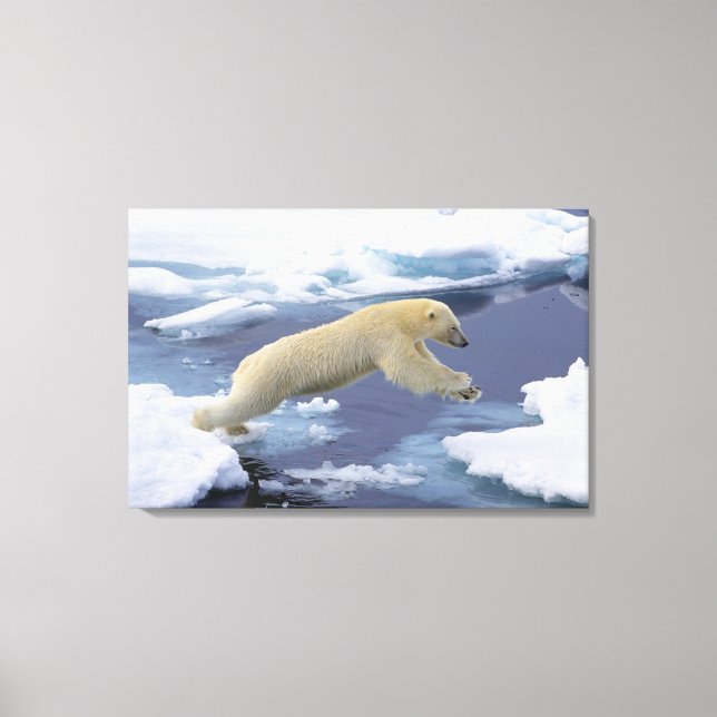 Toile Arctique, Svalbard, Ours polaire s'étendant (Recto)