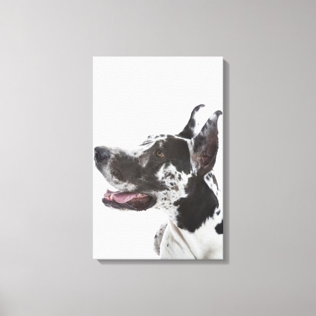 Toile Arlequin Great Dane (Recto)