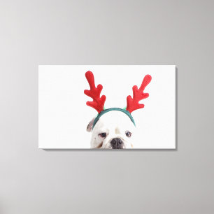 Toile arrière - plan blanc, bouledogue masculin blanc,