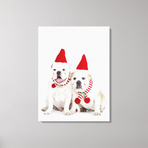 Toile arrière - plan blanc, bouledogues blancs, chien