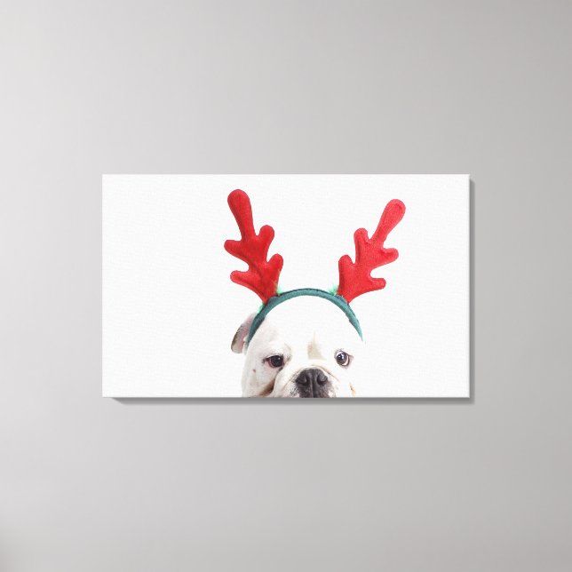 Toile arrière - plan blanc, bulldog mâle blanc, rouge (Recto)