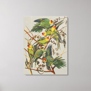 Toile Art ancien d'oiseau de Audubon Perruche de Carolin