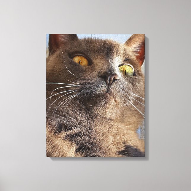 Toile Art animal (Recto)