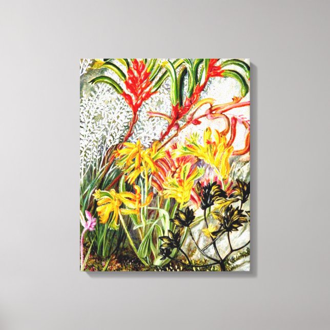 Toile Art botanique vintage, fleurs d'Australie occident (Recto)