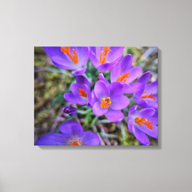 Toile Art Crocus (Recto)