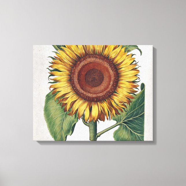 Toile Art de fleur de damas vintage tournesol (Recto)